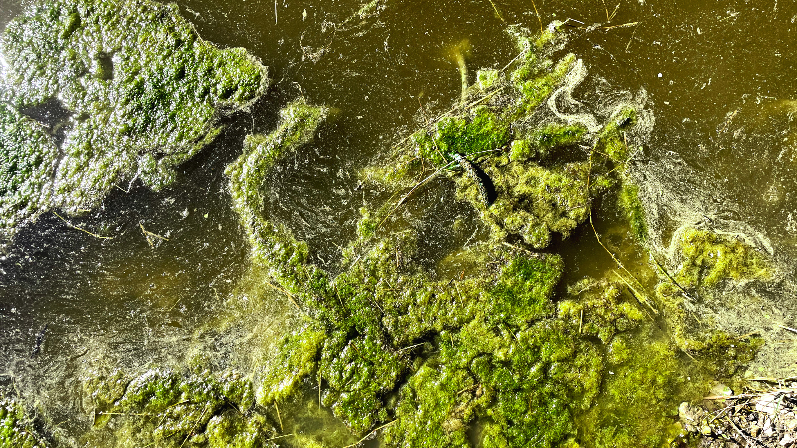 algae pool